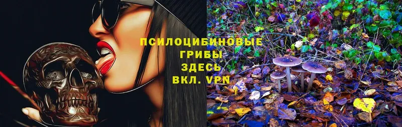 Псилоцибиновые грибы Psilocybe  Дрезна 